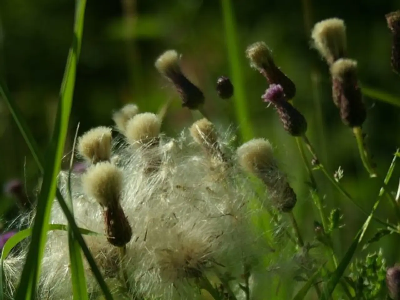 Harvest worker minimum wage might face opposition from the Agriculture Minister due to potential...