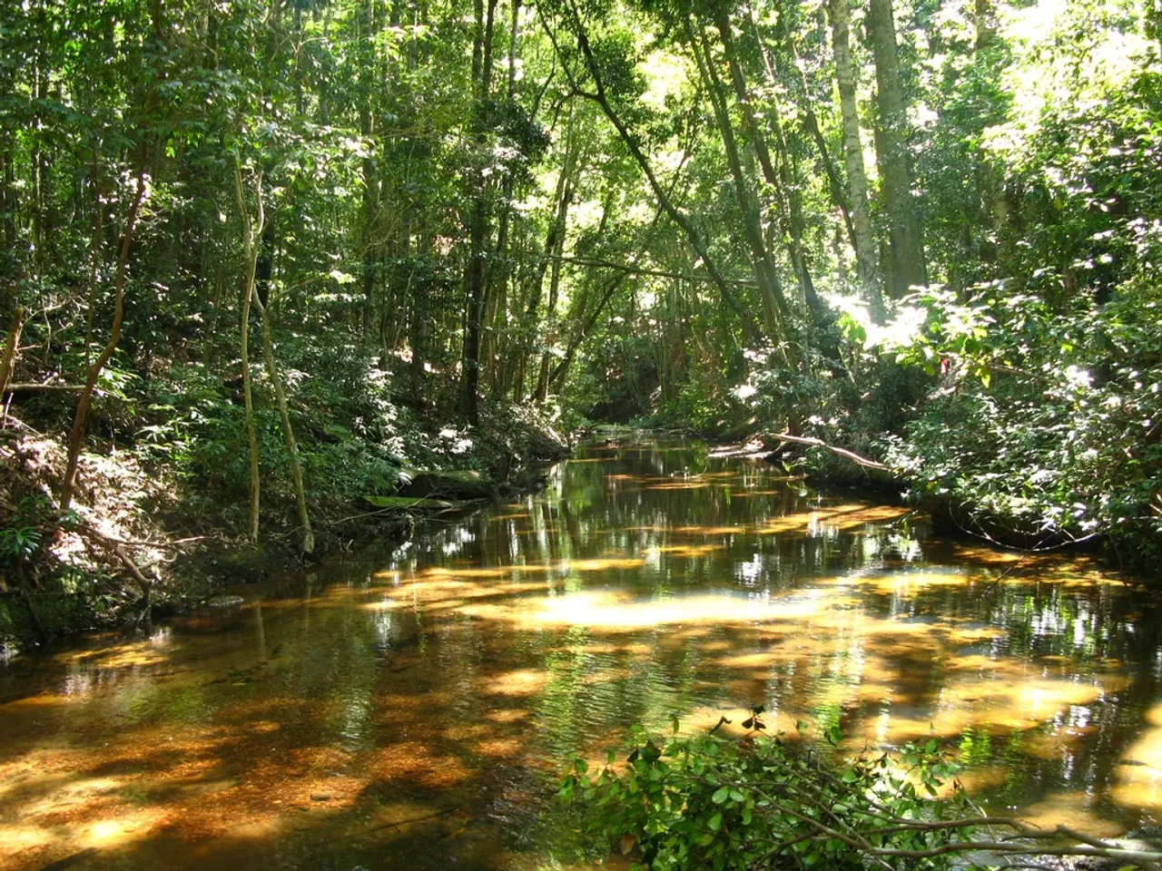 In the center of the image there is a canal. In the background there are trees.