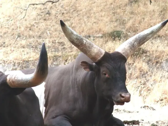 Milk manufacturers turn down extensive consolidation agreement