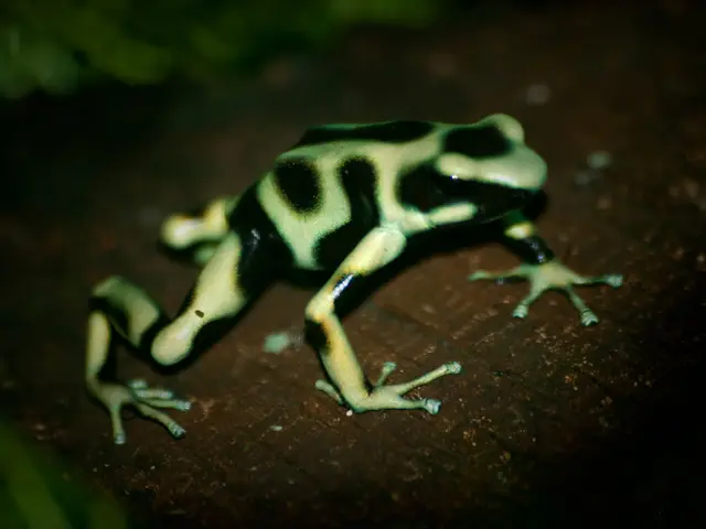 Harvard scientist under scrutiny for allegedly transporting frog embryos illegally now faces...