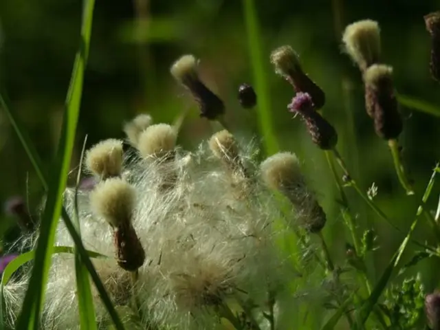 Harvest worker minimum wage might face opposition from the Agriculture Minister due to potential...