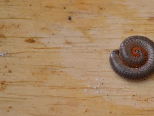 Job Opening for Junior Program Assistant at Deprosc Laghubitta in 2082