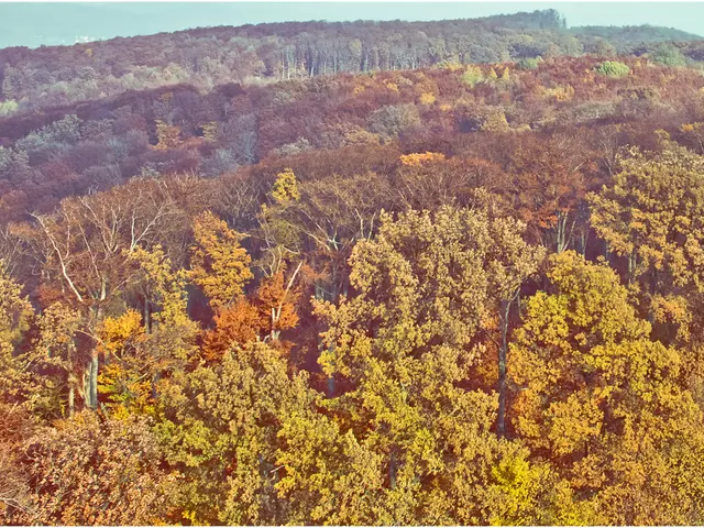 Microsoft agrees to a decade-long contract for carbon removal with Brunel's nature-focused plan...