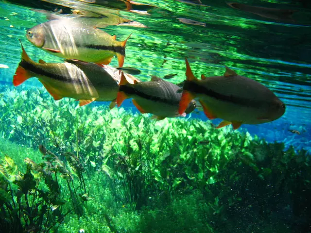 Solar panels cover an expansive area on a significant hybrid fish farm in China, making it one of...