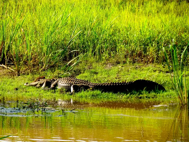 Non-governmental organizations initiate a court battle against Brazil, the host of COP30, over...