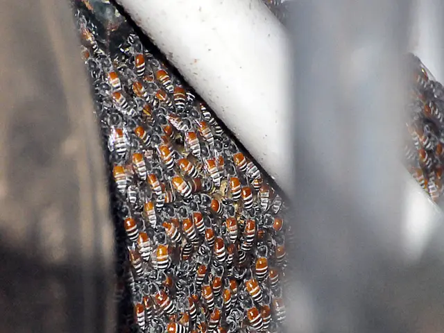 Presenting the Primary Backer of Our Platform's Operations