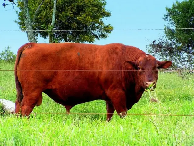 Dog prices declining beneath $0.26, leaving investors anxious: Could a more substantial fall be...