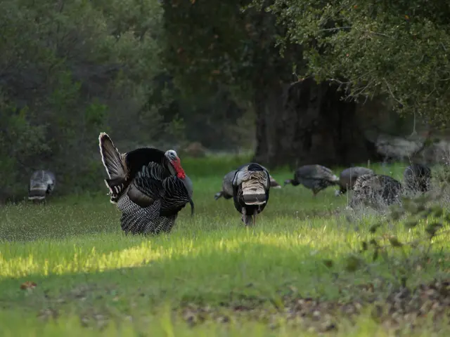 Turkey's currency, the lira, faces warning from Morgan Stanley as they re-implement interest rate...