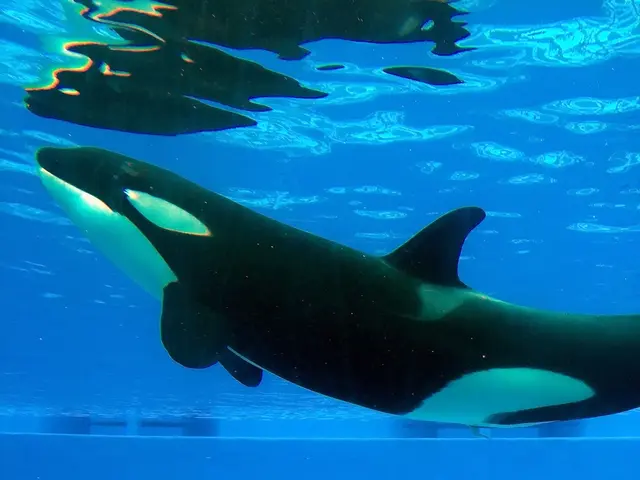 Large Amount of Bitcoin Transferred by Whale to Exchanges, Amounting to $1.67 Billion, Amid Price...