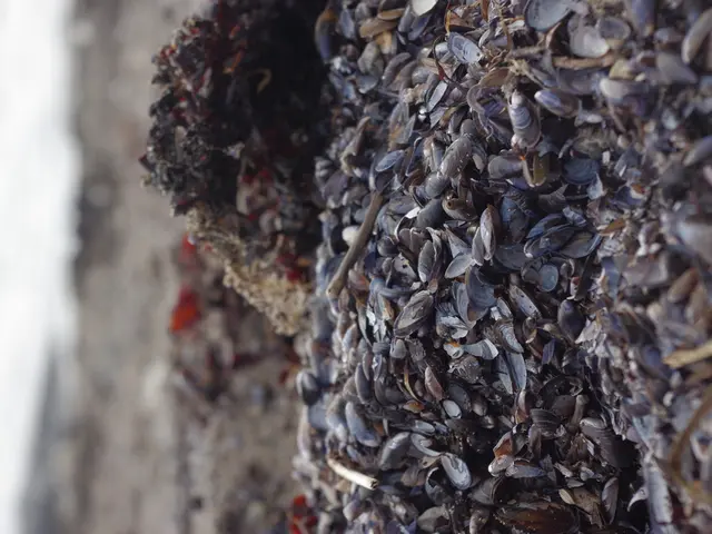 Large-scale oyster reef restoration at our farm sites confirmed as viable through research project...