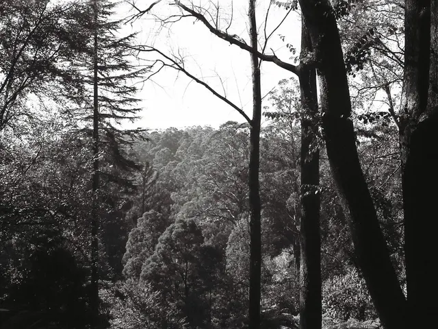 "Substantial sum demanded for a tree: Munich debate over exorbitant tree costs"