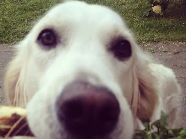 Predicting another blast in the membrane world of meme-based cryptocurrencies?