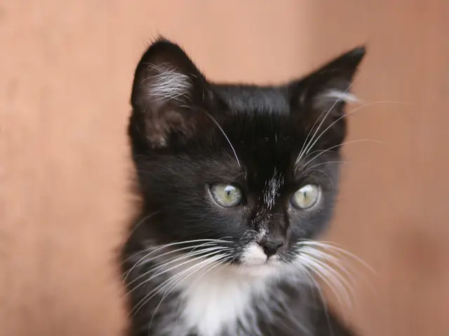 Bid Analysis: WB & Sons Auction, Held in July 19