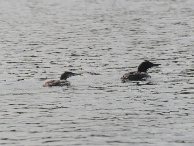 XRP ETF Approval Probability Plummets. Bloomberg's Leading Analyst Guesses It's an Overreaction