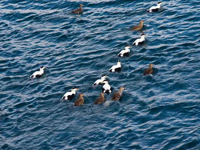 Predicting the Future Location of XRP (Ripple) in the Next Five Years