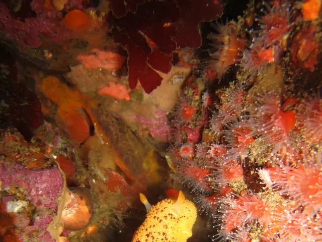 "Island of Oléron takes on giants Airbnb and Booking in protest"