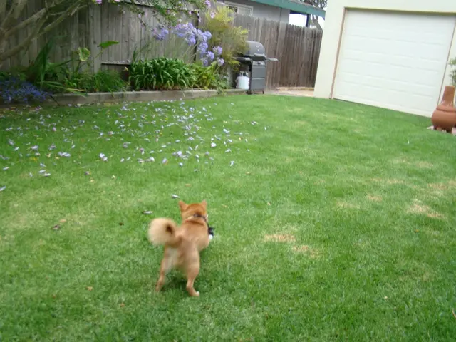 Dogecoin Price Breaks Through 14-Day Resistance Barrier