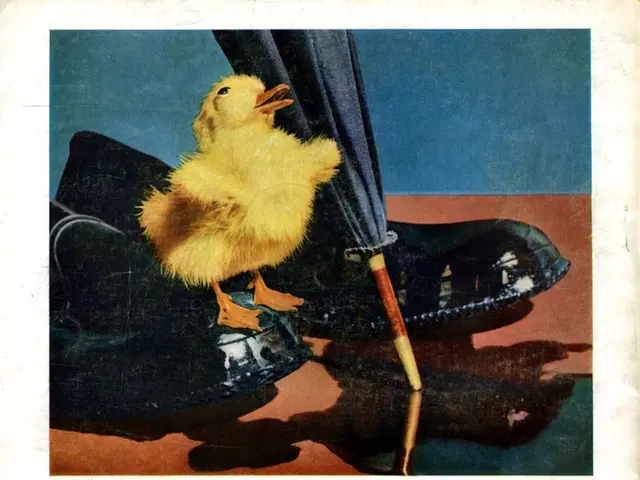 Impact of 'Lame Duck' Period on Our Website