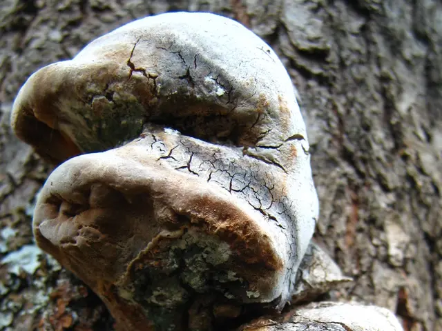 Alert Issued Following Emission Incident at BASF in Ludwigshafen