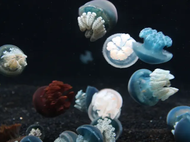 Mass gathering of jellyfish halts operation at a French nuclear power station
