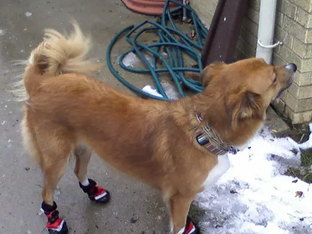 Soaring potential for Dogecoin's price in the near future explained.