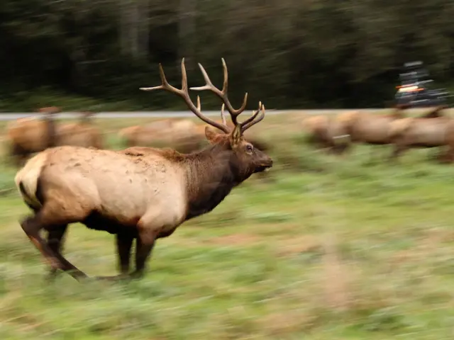 County of Sömmerda Experiences Wildlife Mishap