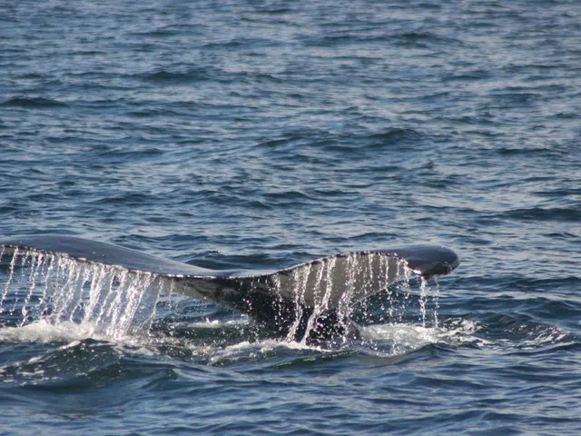 Large-scale transfers of XRP worth $480 million in a fortnight may provide insights into the...