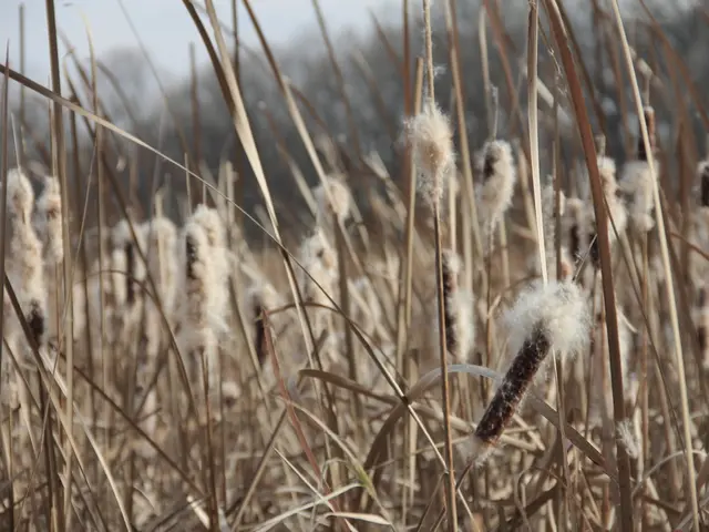 Cotton set for Early Harvest on Thursday