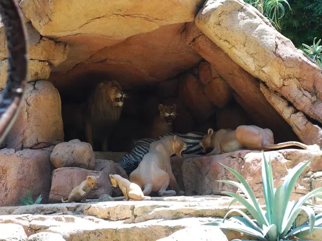 Gold mining company, Perseus Mining, obtains Presidential decree for Côte d'Ivoire's inaugural...