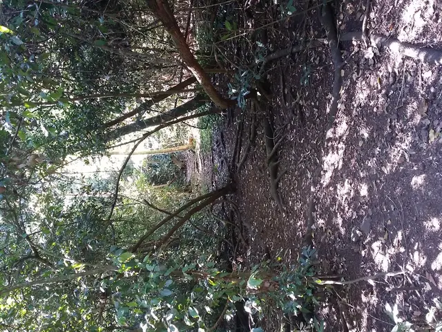 In this image we can see some trees, bark of a tree and the land with dried leaves.