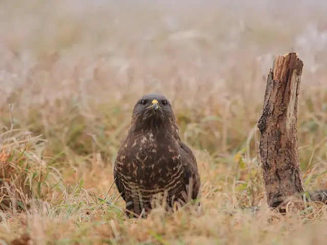 In this image a bird is standing on the grassland having a wooden trunk.