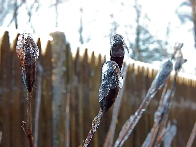 In this image, this looks like a plant, which is covered with ice flakes. In the background, I...