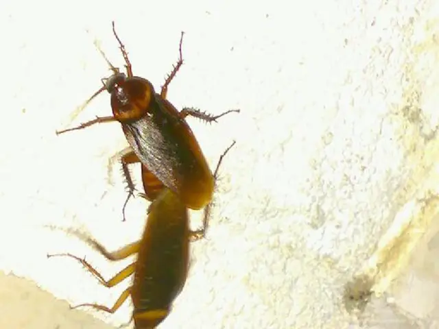 In this image we can see two cockroaches on the surface.