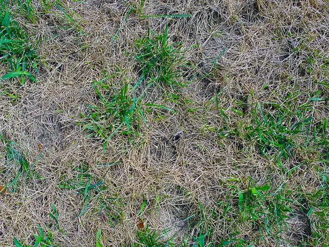In this image there is a grassland.